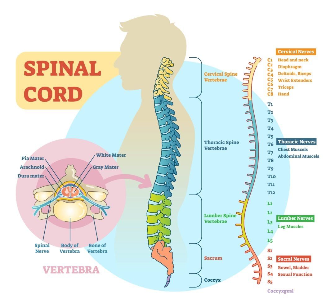 What Part Of The Spinal Cord Carries Motor Information