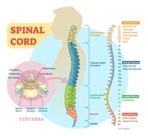 computerized image of a spinal cord infographic